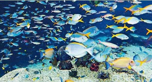水族馆，水族馆设备，水族馆维生系统，海洋馆循环水处理系统