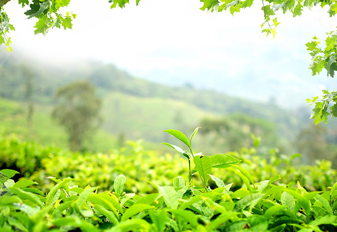 大自然的能量搬运工