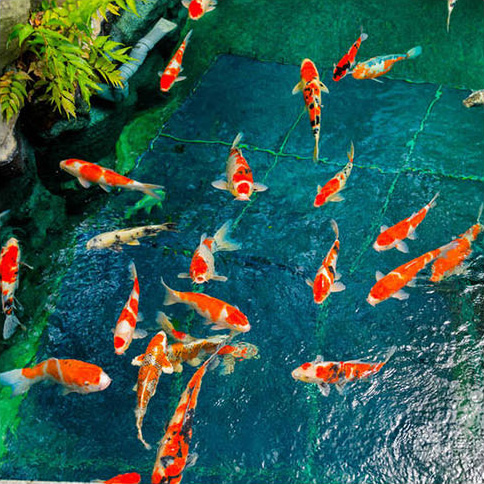 蓝狮在线园区景观鱼池